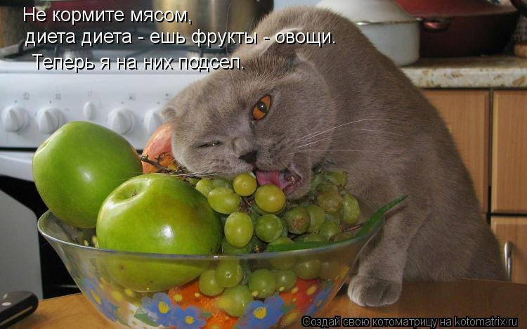 Не кормите мясом, диета диета - ешь фрукты - овощи. Теперь я на них подсел.... Котоматрица: Не кормите мясом, диета диета - ешь фрукты - овощи. Теперь я на них подсел.