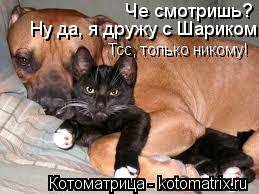Котоматрица: Че смотришь?  Ну да, я дружу с Шариком.  Тсс, только никому!