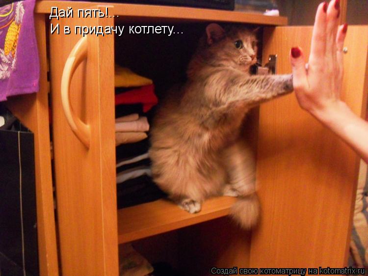 Дай пять!... И в придачу котлету...... Котоматрица: Дай пять!... И в придачу котлету...