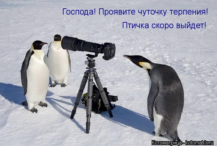 Господа! Проявите чуточку терпения! Птичка скоро выйдет!... Котоматрица: Господа! Проявите чуточку терпения! Птичка скоро выйдет!