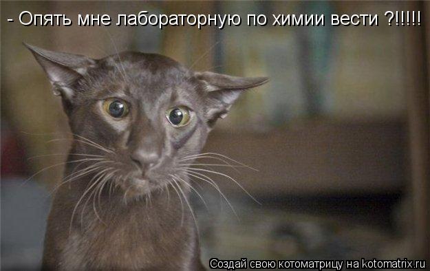 Котоматрица: - Опять мне лабораторную по химии вести ?!!!!!