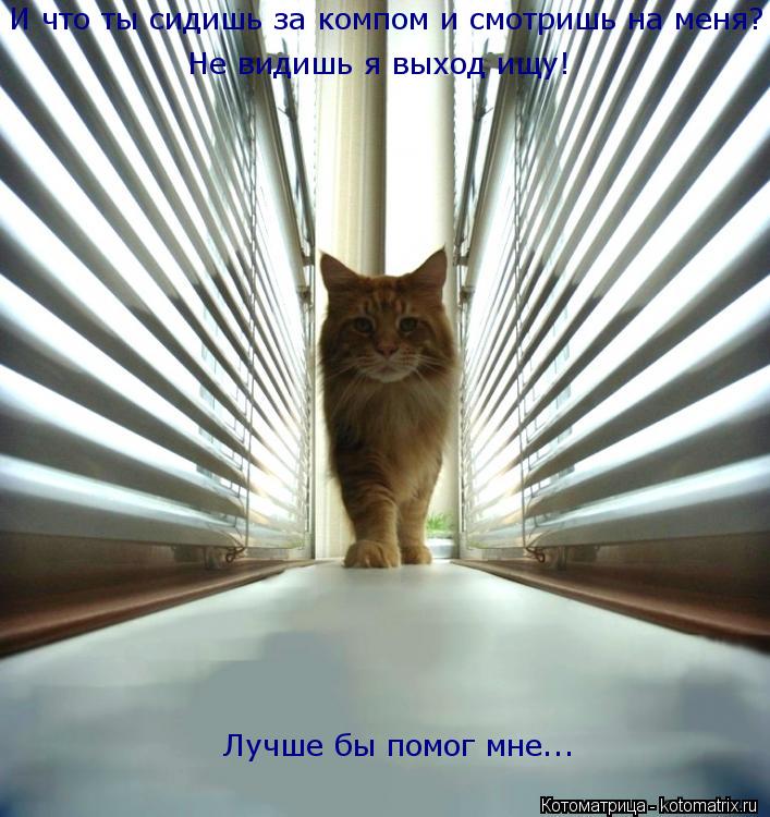 Котоматрица: Не видишь я выход ищу! Лучше бы помог мне... И что ты сидишь за компом и смотришь на меня?
