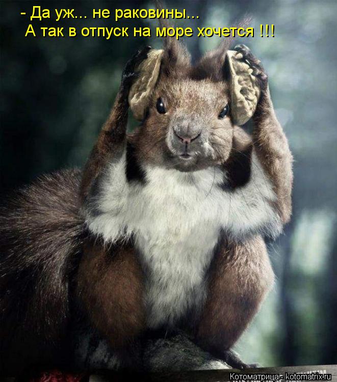 Котоматрица: - Да уж... не раковины... А так в отпуск на море хочется !!!