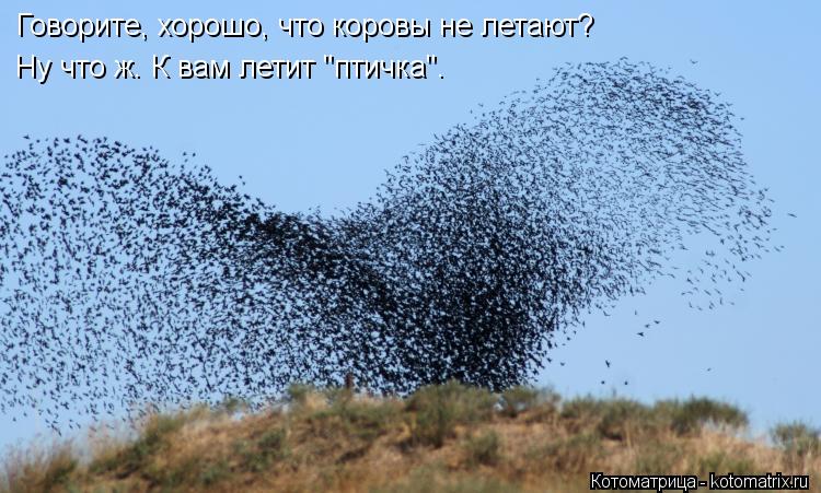 Говорите, хорошо, что коровы не летают? Говорите, хорошо, что коровы не летают? Ну что ж. К вам летит... Котоматрица: Говорите, хорошо, что коровы не летают? Говорите, хорошо, что коровы не летают? Ну что ж. К вам летит "птичка".