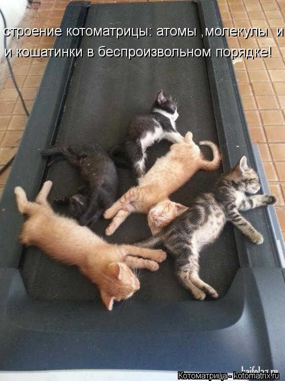 строение котоматрицы: атомы ,молекулы и и кошатинки в беспроизвольном порядке!... Котоматрица: строение котоматрицы: атомы ,молекулы и и кошатинки в беспроизвольном порядке!