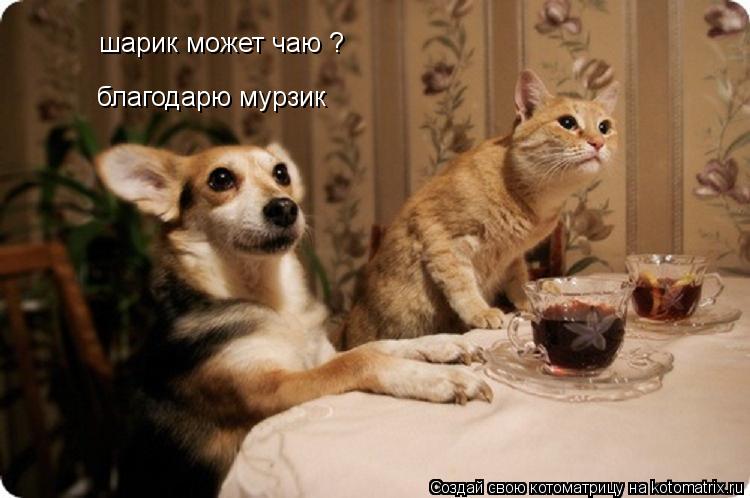 шарик может чаю ? благодарю мурзик... Котоматрица: шарик может чаю ? благодарю мурзик