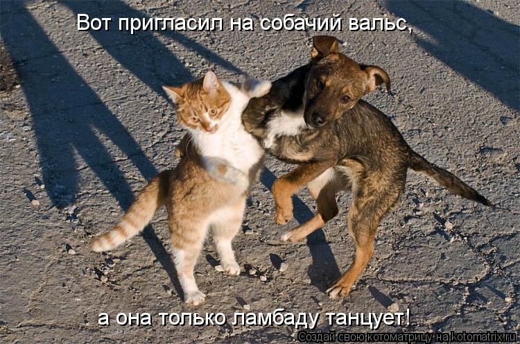 Котоматрица: Вот пригласил на собачий вальс, а она только ламбаду танцует!