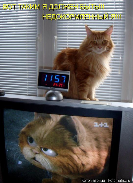 ВОТ ТАКИМ Я ДОЛЖЕН БЫТЬ!!! НЕДОКОРМЛЕННЫЙ Я!!!... Котоматрица: ВОТ ТАКИМ Я ДОЛЖЕН БЫТЬ!!! НЕДОКОРМЛЕННЫЙ Я!!!