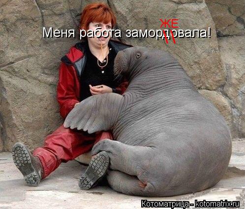 Котоматрица: Меня работа замордовала! \ \ ЖЕ