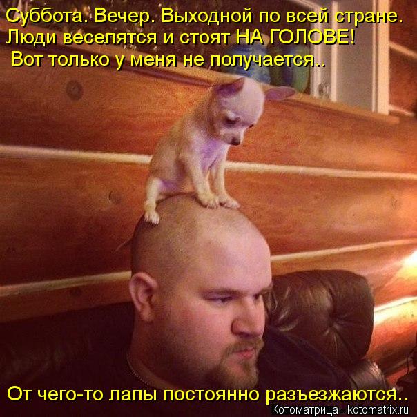 Суббота. Вечер. Выходной по всей стране. Люди веселятся и стоят НА ГОЛОВЕ! Вот только у меня не получ... Котоматрица: Суббота. Вечер. Выходной по всей стране. Люди веселятся и стоят НА ГОЛОВЕ! Вот только у меня не получается.. От чего-то лапы постоянно разъезж