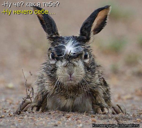 -Ну чё? как я тебе? -Ну нечего себе....... Котоматрица: -Ну чё? как я тебе? -Ну нечего себе....
