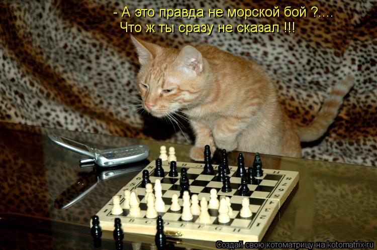 - А это правда не морской бой ?.... Что ж ты сразу не сказал !!!... Котоматрица: - А это правда не морской бой ?.... Что ж ты сразу не сказал !!!