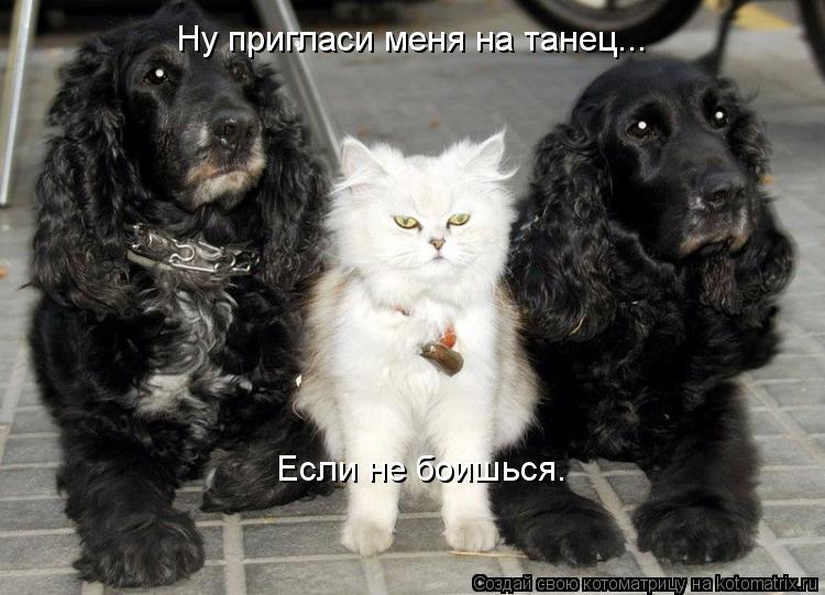 Ну пригласи меня на танец... Если не боишься.... Котоматрица: Ну пригласи меня на танец... Если не боишься.
