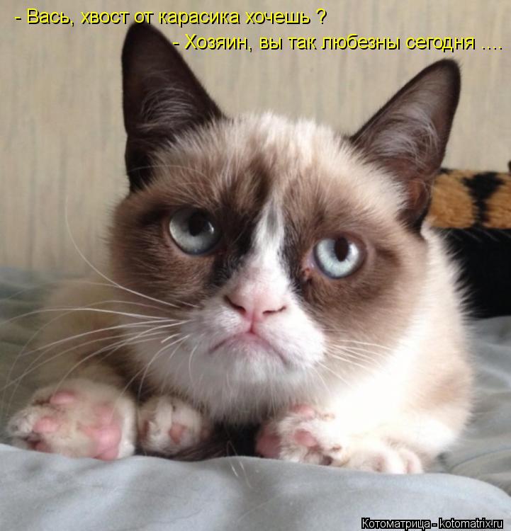 - Вась, хвост от карасика хочешь ? - Хозяин, вы так любезны сегодня ....... Котоматрица: - Вась, хвост от карасика хочешь ? - Хозяин, вы так любезны сегодня ....