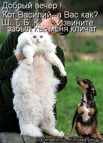 Добрый вечер ! Кот Василий--а Вас как? Ш..Т..Б..К.. Извините забыл как меня кличат ...... Котоматрица: Добрый вечер ! Кот Василий--а Вас как? Ш..Т..Б..К.. Извините забыл как меня кличат ...