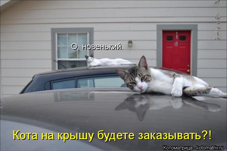 О, новенький. Кота на крышу будете заказывать?!... Котоматрица: О, новенький. Кота на крышу будете заказывать?!