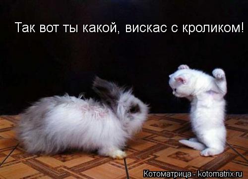 Котоматрица: Так вот ты какой, вискас с кроликом!