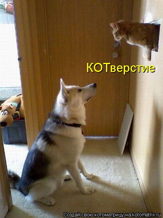 Котоматрица: КОТверстие