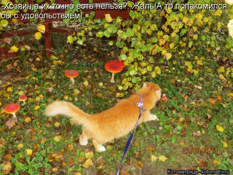 Котоматрица: -Хозяин,а их точно есть нельзя?..Жаль!А то полакомился бы с удовольствием!