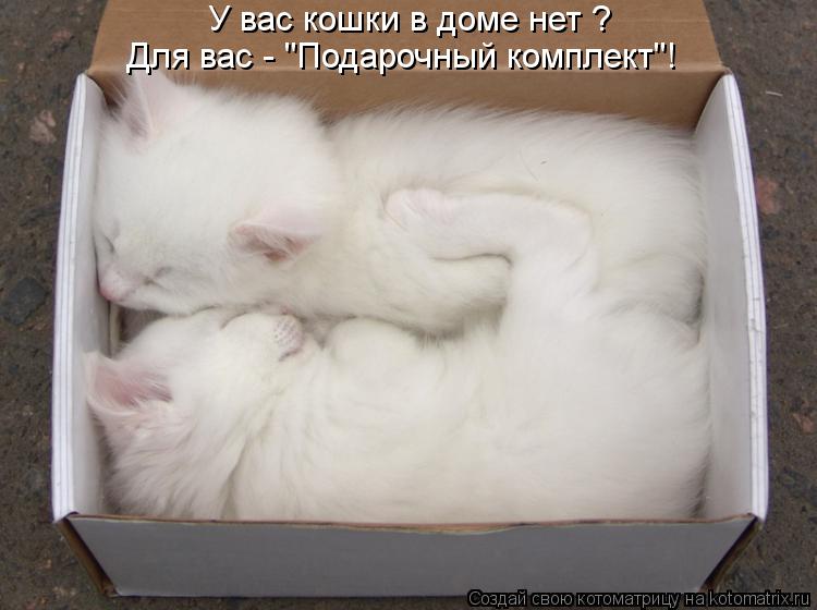 У вас кошки в доме нет ? Для вас - "Подарочный комплект"!... Котоматрица: У вас кошки в доме нет ? Для вас - "Подарочный комплект"!