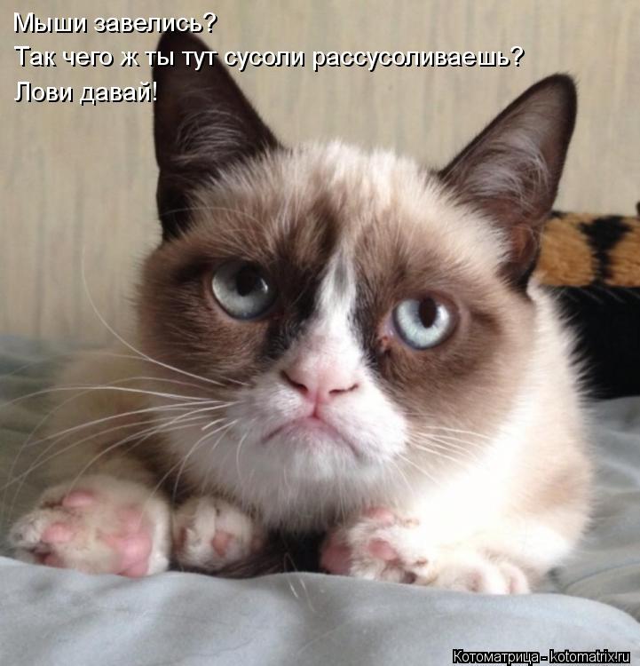 Мыши завелись? Так чего ж ты тут сусоли рассусоливаешь? Лови давай!... Котоматрица: Мыши завелись? Так чего ж ты тут сусоли рассусоливаешь? Лови давай!