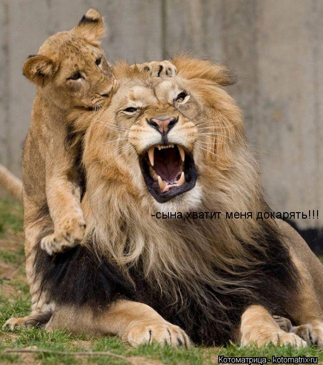 -сына,хватит меня докарять!!!... Котоматрица: -сына,хватит меня докарять!!!