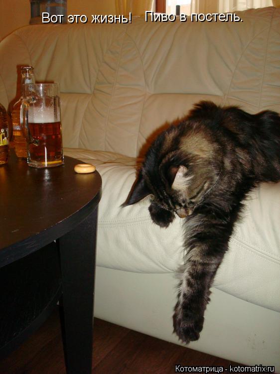 Вот это жизнь! Пиво в постель.... Котоматрица: Вот это жизнь! Пиво в постель.