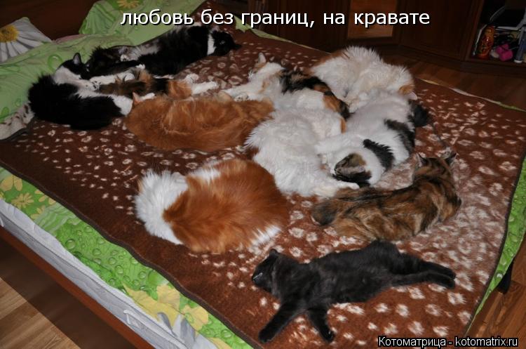любовь без границ, на кравате... Котоматрица: любовь без границ, на кравате