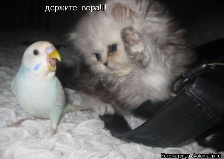 держите вора!!!... Котоматрица: держите вора!!!