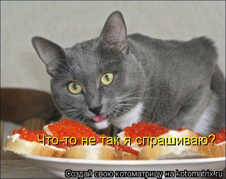 Котоматрица: Что-то не так я спрашиваю?