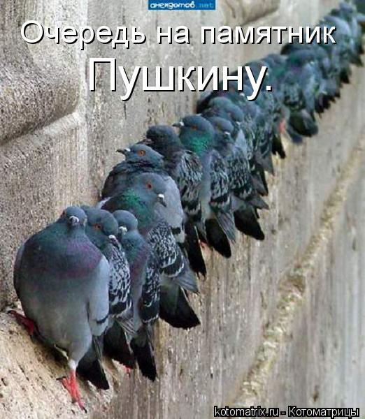 Очередь на памятник Пушкину.... Котоматрица: Очередь на памятник Пушкину.