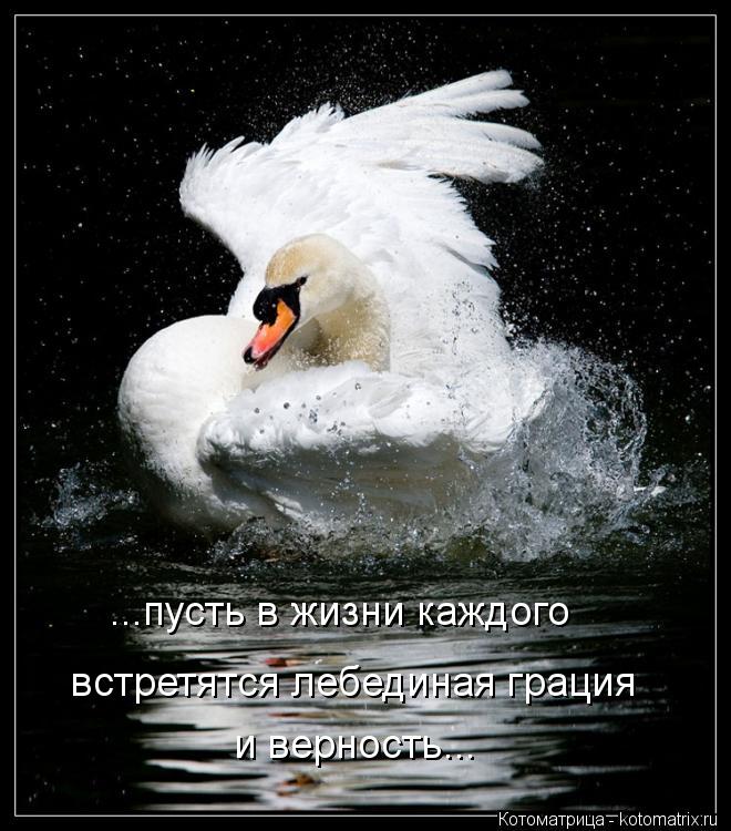 ...пусть в жизни каждого встретятся лебединая грация и верность...... Котоматрица: ...пусть в жизни каждого встретятся лебединая грация и верность...