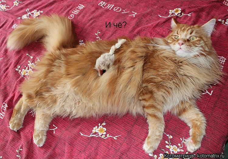 И чё?... Котоматрица: И чё?