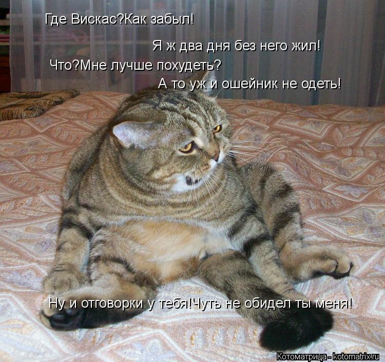 Где Вискас?Как забыл! Я ж два дня без него жил! Что?Мне лучше похудеть? А то уж и ошейник не одеть! Н... Котоматрица: Где Вискас?Как забыл! Я ж два дня без него жил! Что?Мне лучше похудеть? А то уж и ошейник не одеть! Ну и отговорки у тебя!Чуть не обидел ты меня!