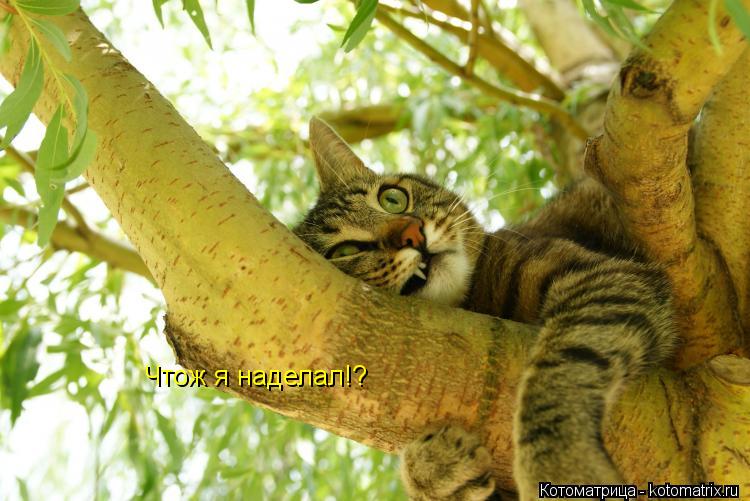 Котоматрица: Чтож я наделал!?