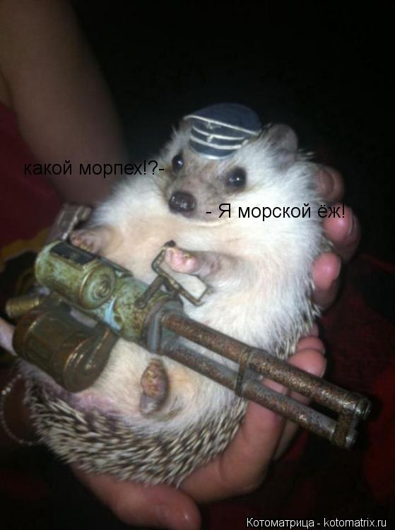 какой морпех!?- - Я морской ёж!... Котоматрица: какой морпех!?- - Я морской ёж!