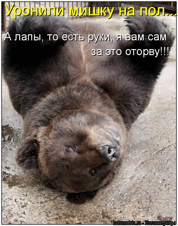 Уронили мишку на пол... А лапы, то есть руки, я вам сам за это оторву!!!... Котоматрица: Уронили мишку на пол... А лапы, то есть руки, я вам сам за это оторву!!!