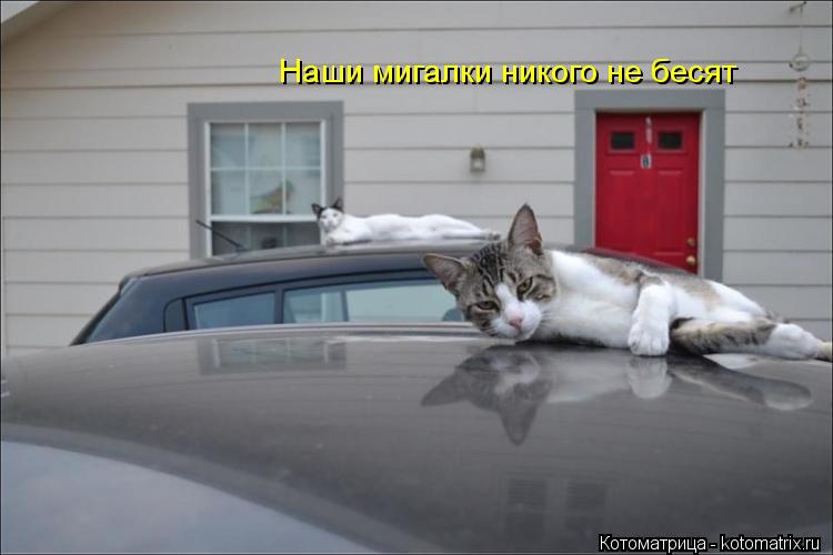 Котоматрица: Наши мигалки никого не бесят