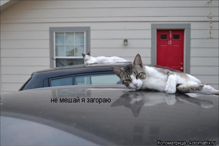 не мешай я загораю... Котоматрица: не мешай я загораю