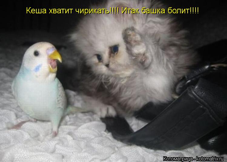 Кеша хватит чирикать!!!! Итак башка болит!!!!... Котоматрица: Кеша хватит чирикать!!!! Итак башка болит!!!!