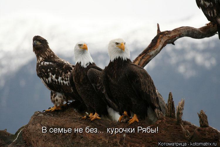 В семье не без... курочки Рябы!... Котоматрица: В семье не без... курочки Рябы!