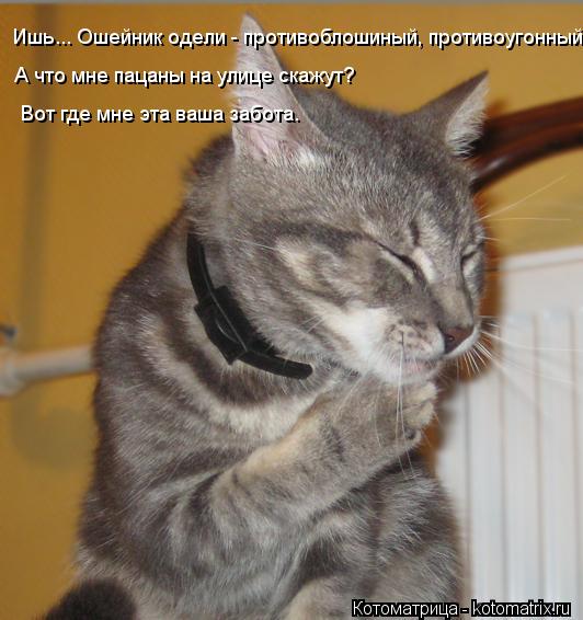 Ишь... Ошейник одели - противоблошиный, противоугонный. А что мне пацаны на улице скажут? Вот где мн... Котоматрица: Ишь... Ошейник одели - противоблошиный, противоугонный. А что мне пацаны на улице скажут? Вот где мне эта ваша забота.