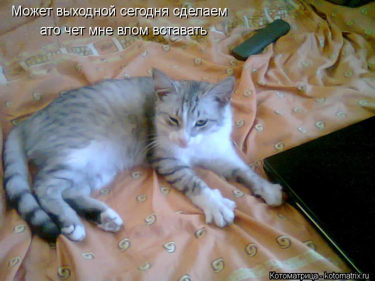 Может выходной сегодня сделаем ато чет мне влом вставать... Котоматрица: Может выходной сегодня сделаем ато чет мне влом вставать