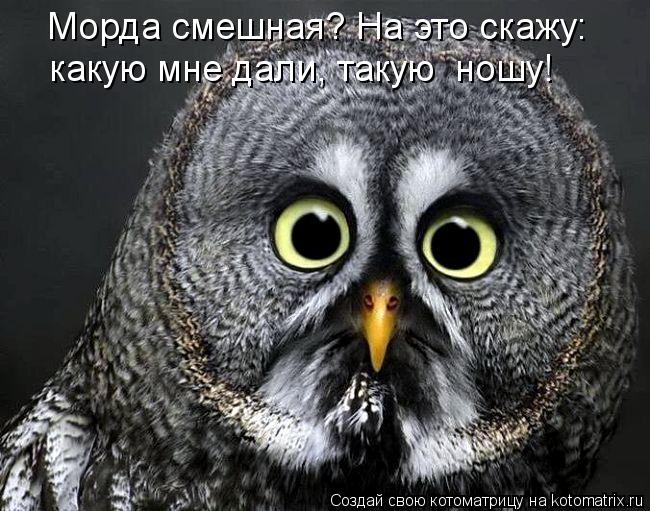 Морда смешная? На это скажу: какую мне дали, такую ношу!... Котоматрица: Морда смешная? На это скажу: какую мне дали, такую ношу!