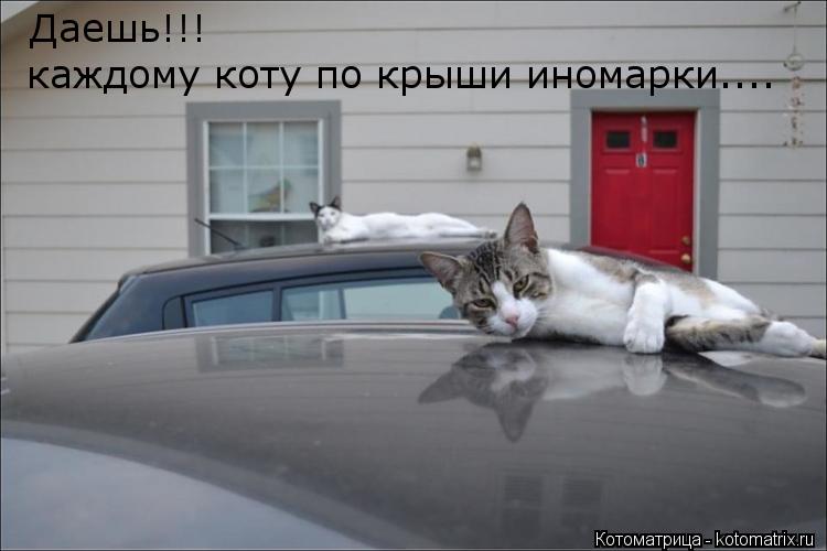 Даешь!!! каждому коту по крыши иномарки....... Котоматрица: Даешь!!! каждому коту по крыши иномарки....