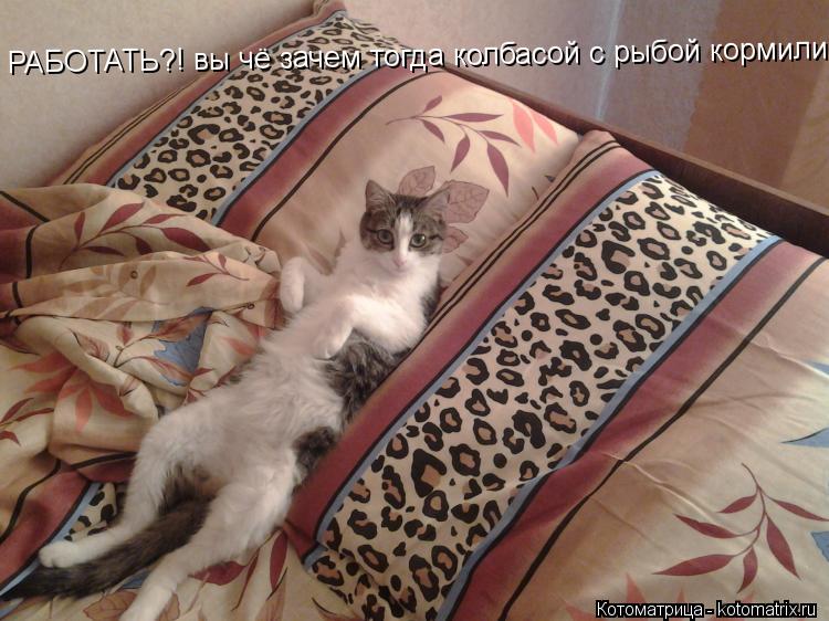 РАБОТАТЬ?! вы чё зачем тогда колбасой с рыбой кормили?... Котоматрица: РАБОТАТЬ?! вы чё зачем тогда колбасой с рыбой кормили?