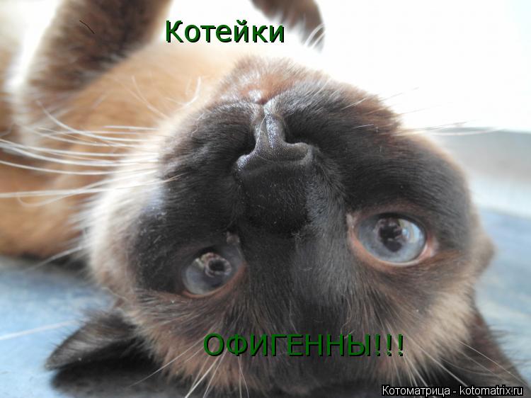Котейки Котейки ОФИГЕННЫ!!!... Котоматрица: Котейки Котейки ОФИГЕННЫ!!!