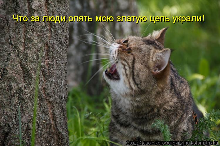 Что за люди,опять мою златую цепь украли!... Котоматрица: Что за люди,опять мою златую цепь украли!