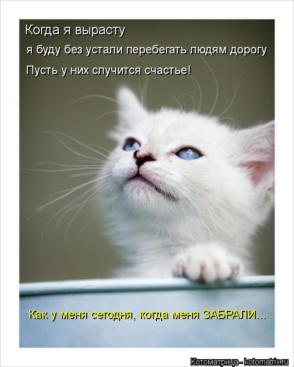 Когда я вырасту я буду без устали перебегать людям дорогу Пусть у них случится счастье! Как у меня се... Котоматрица: Когда я вырасту я буду без устали перебегать людям дорогу Пусть у них случится счастье! Как у меня сегодня, когда меня ЗАБРАЛИ...