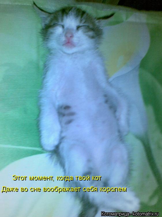 Этот момент, когда твой кот Даже во сне воображает себя королем Этот момент, когда твой кот Этот мом... Котоматрица: Этот момент, когда твой кот Даже во сне воображает себя королем Этот момент, когда твой кот Этот момент, когда твой кот